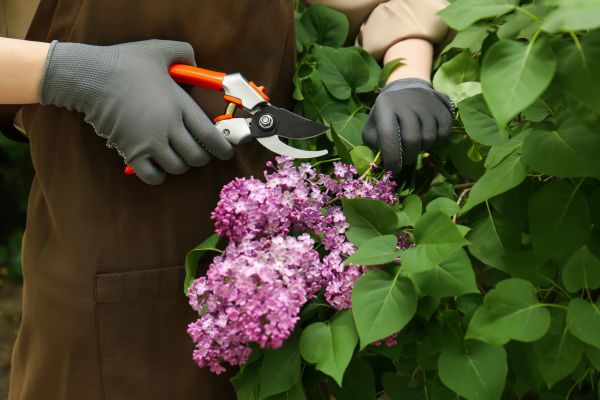 Lilac Pruning Service in Tuscaloosa