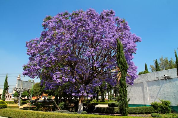 Jacaranda Pruning in Tuscaloosa