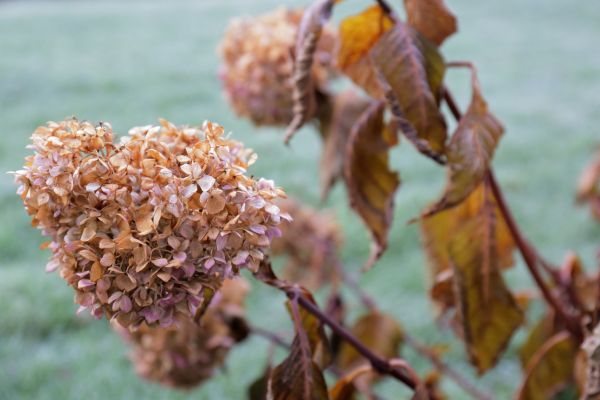 Hydrangea Removal in Tuscaloosa