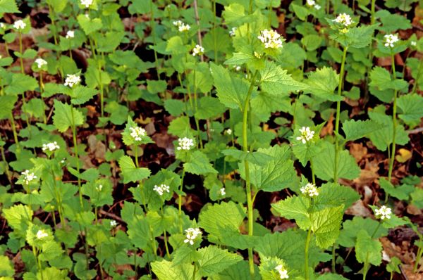 Garlic Mustard Removal in Tuscaloosa