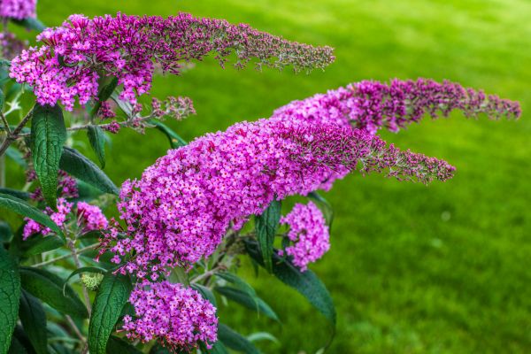 Butterfly Bush Removal in Tuscaloosa