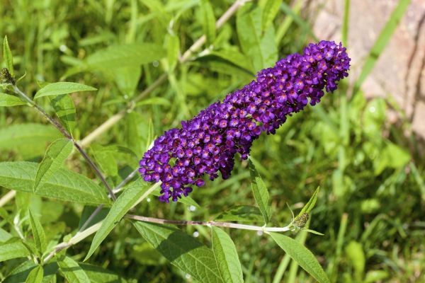 Butterfly Bush Pruning in Tuscaloosa