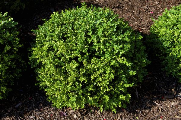 Boxwood Removal in Tuscaloosa