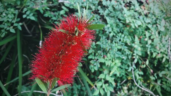Bottlebrush Pruning in Tuscaloosa