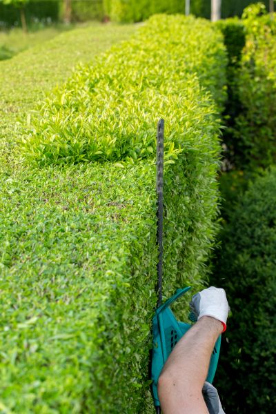 Hedge Trimming in Tuscaloosa