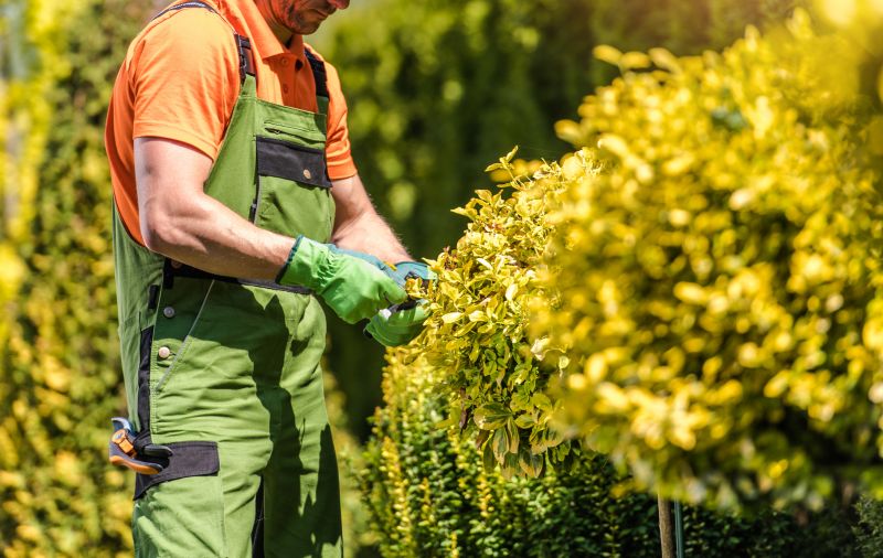 Evergreen Shrub Pruning
